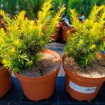 Tis japonský (Taxus cuspidata) ´AURESCENS´ - výška 20-30 cm, kont. C3L